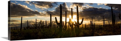 Arizona, Tucson, Saguaro National Park, Tucson Mountain District
