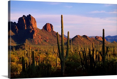 Arizona, Sonoran Desert, Organ Pipe Cactus National Park