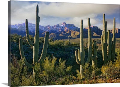 Saguaro (Carnegiea gigantea) cacti and Santa Catalina Mountains, Arizona