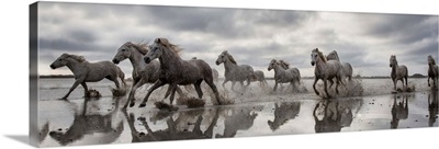 The White Horses of the Camargue running in the water