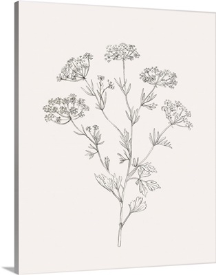 Wild Foliage Sketch III